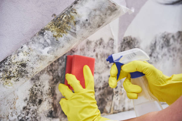 Professional Mold Removal Services in Lansing, MI